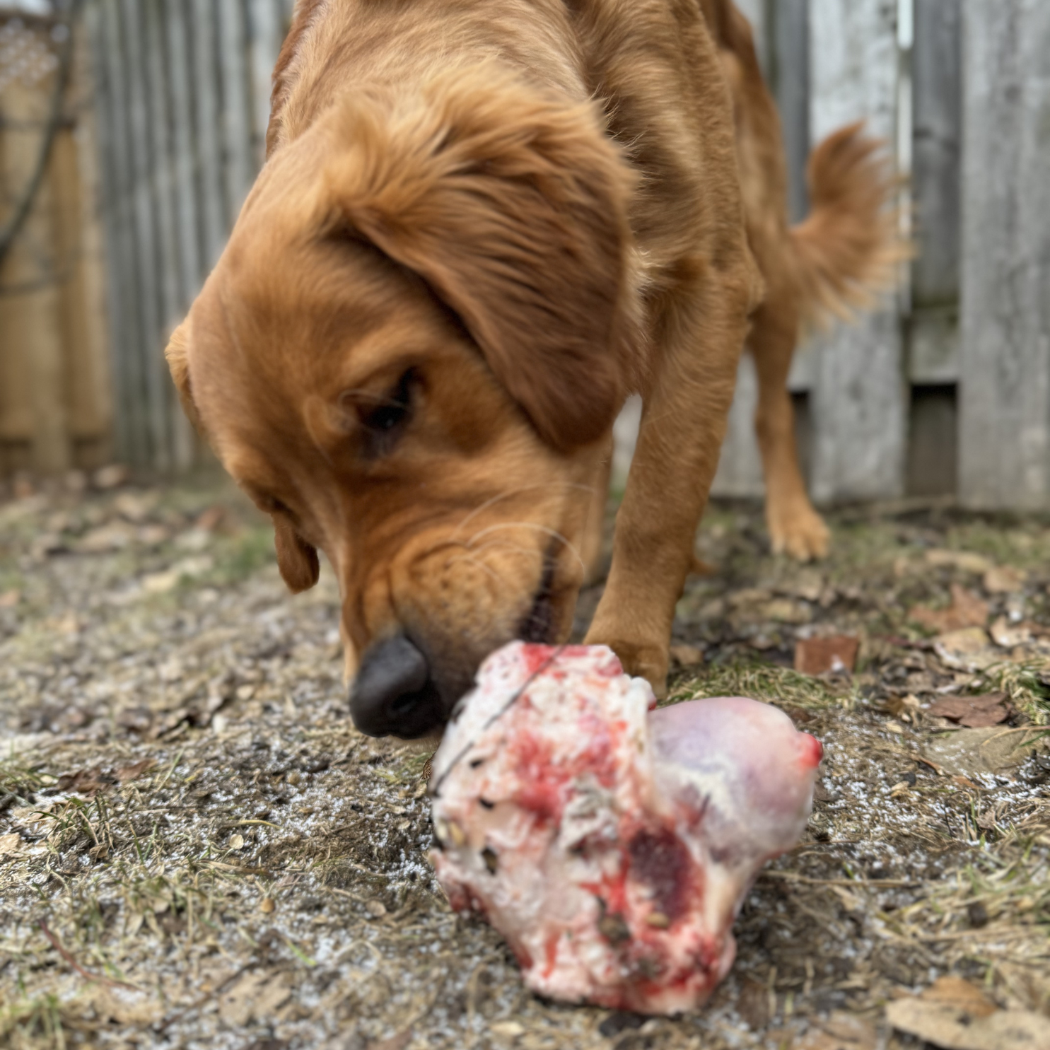 Beef Knuckle Bones