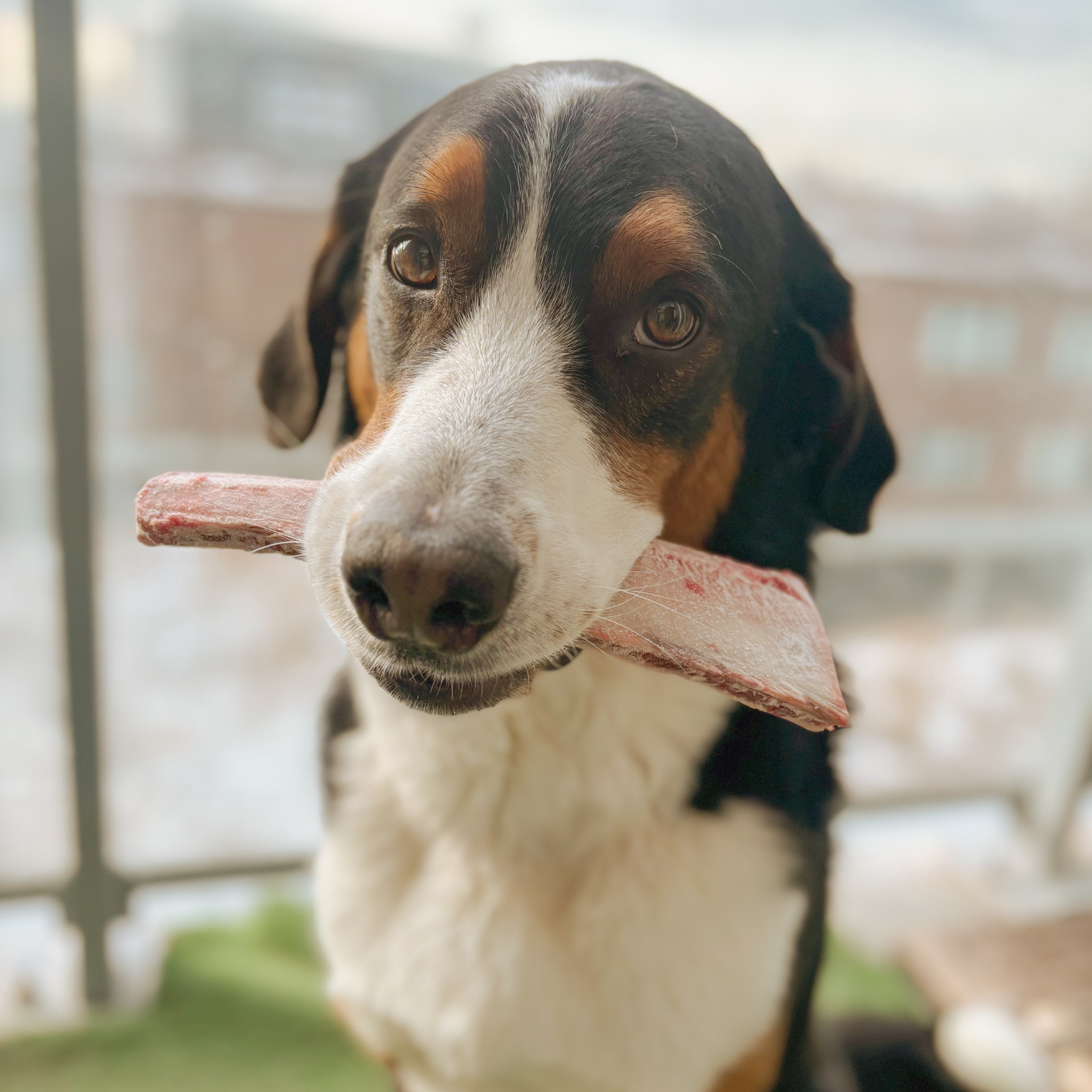 Beef Rib Bones