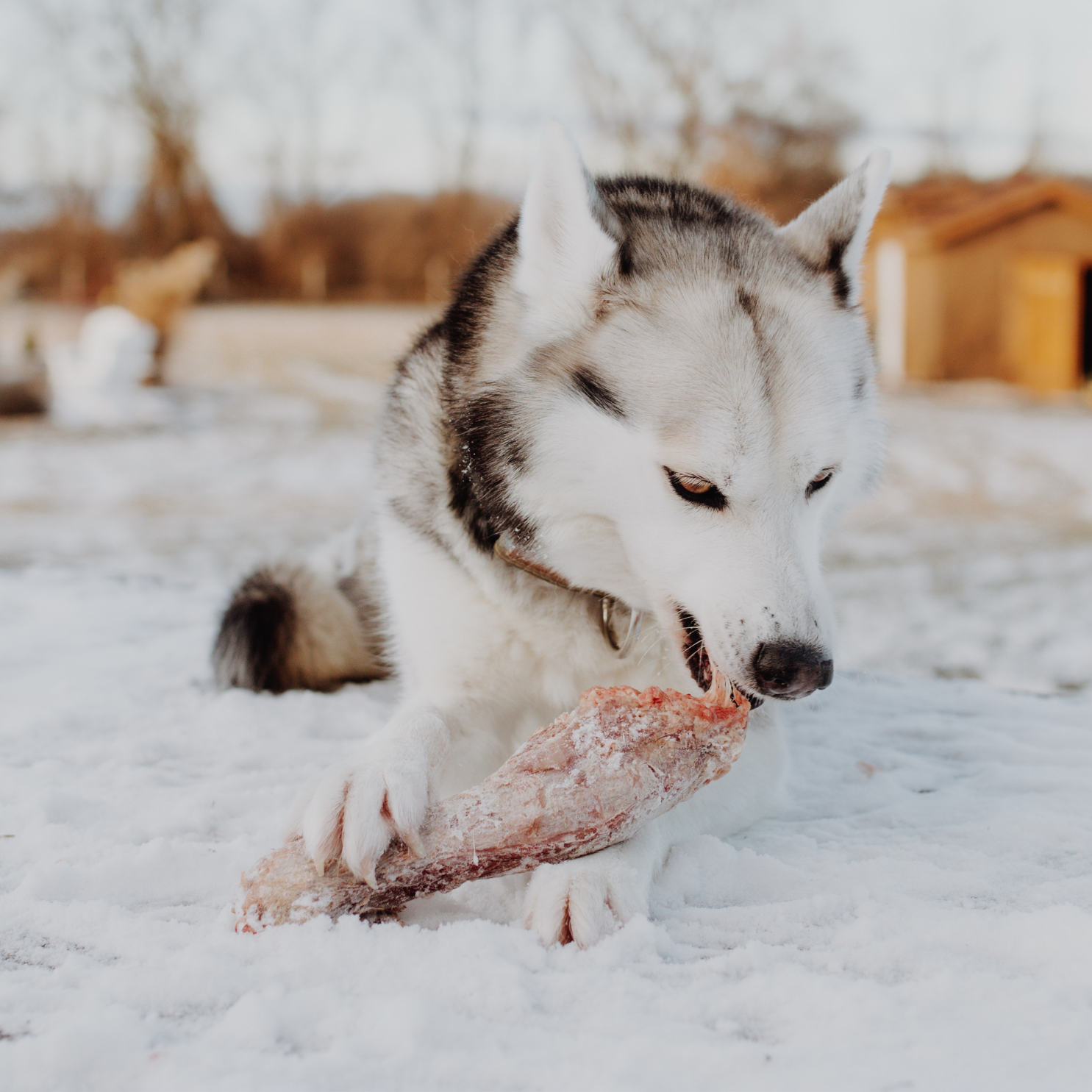 Turkey Necks